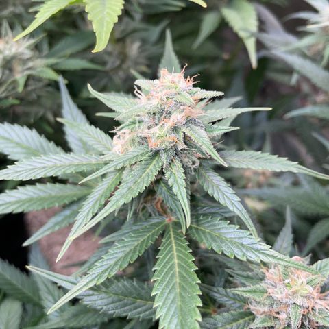 Purple Punch Automatic by KilliczGe growlog timeline photo