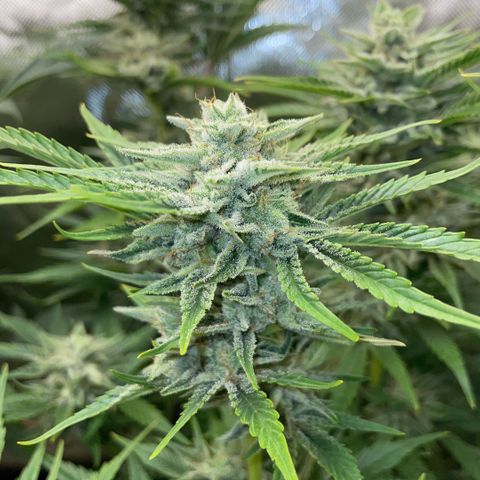 White Widow Automatic by KilliczGe growlog timeline photo