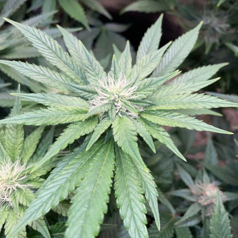 Big Bud by KilliczGe growlog timeline photo