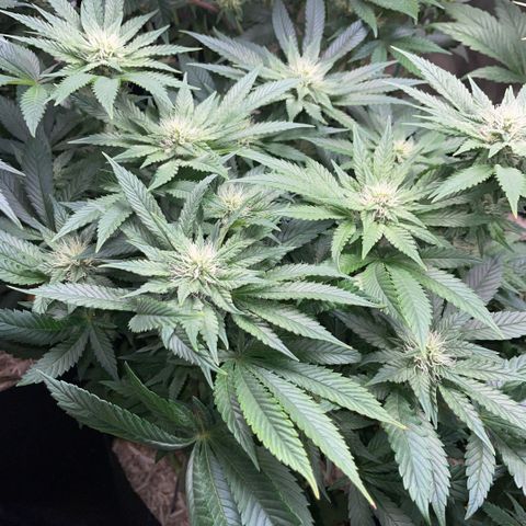 Big Bud by KilliczGe growlog timeline photo