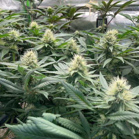 Permanent Marker by KilliczGe growlog timeline photo