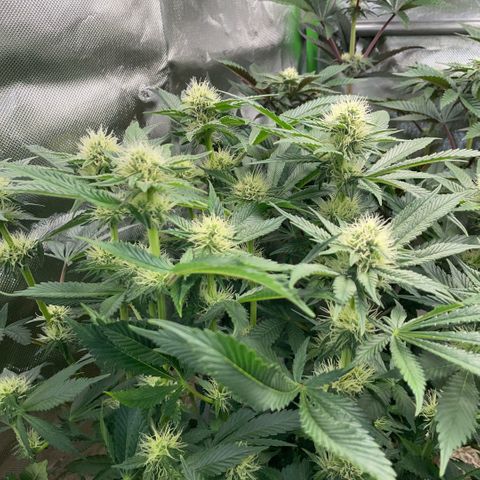 Purple Zkittlez #2 by KilliczGe growlog timeline photo