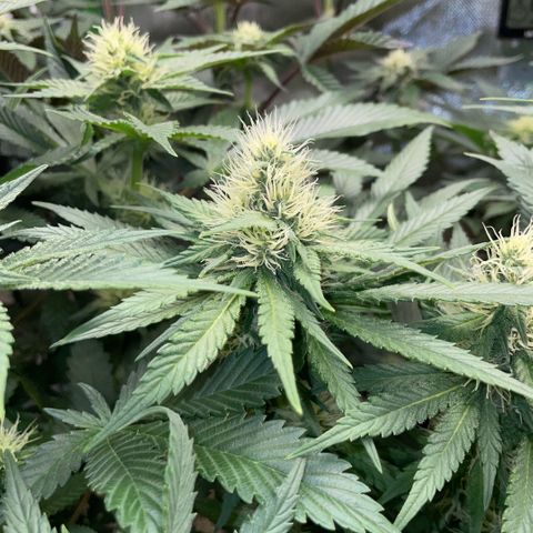 Permanent Marker by KilliczGe growlog timeline photo