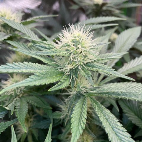 Purple Zkittlez #2 by KilliczGe growlog timeline photo