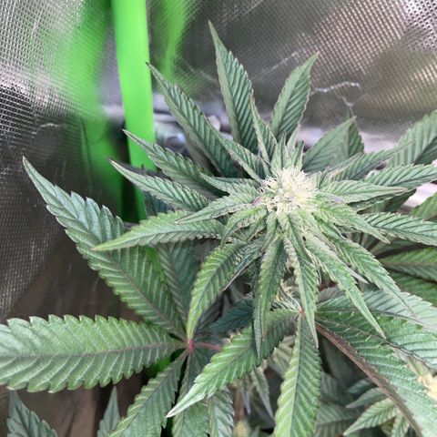 Cereal Milk #3 by KilliczGe growlog timeline photo