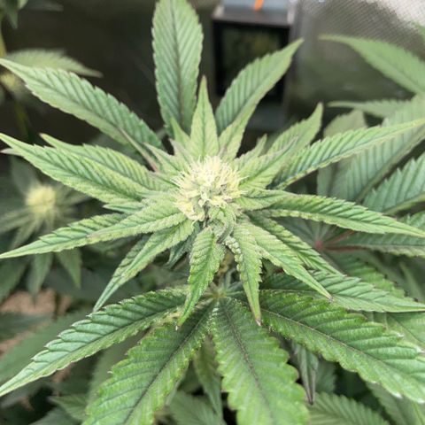 Cereal Milk #3 by KilliczGe growlog timeline photo