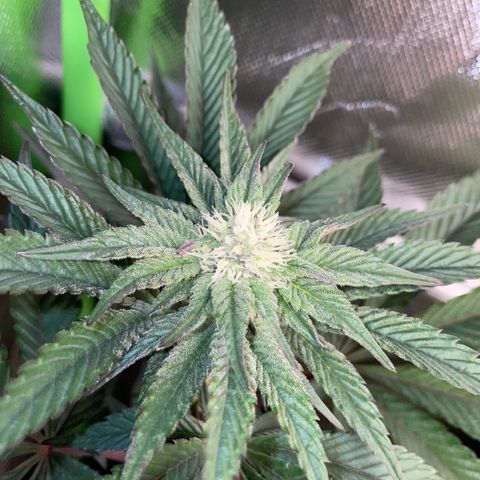 Cereal Milk #3 by KilliczGe growlog timeline photo