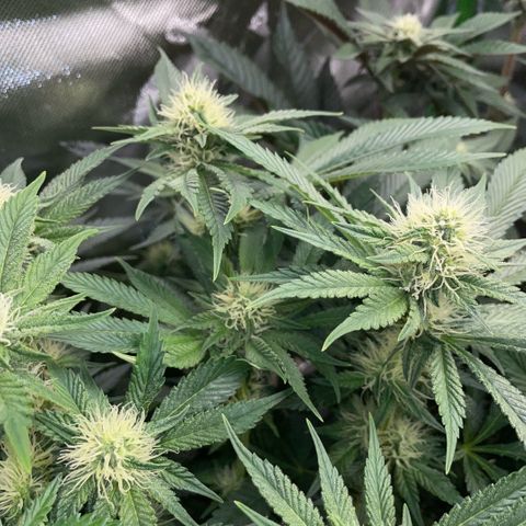 Purple Zkittlez #2 by KilliczGe growlog timeline photo