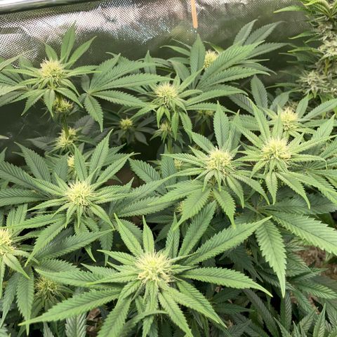 Purple Zkittlez #1 by KilliczGe growlog timeline photo