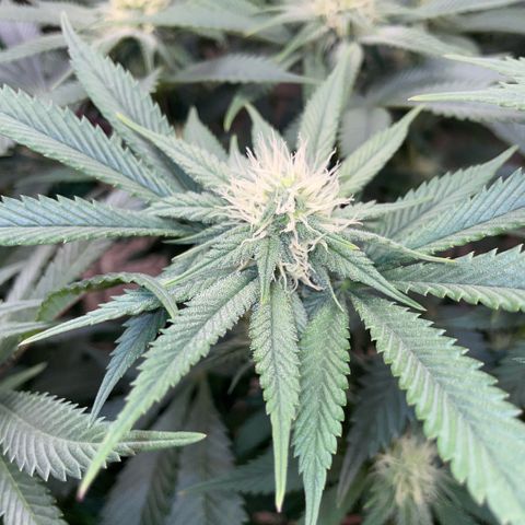 Purple Zkittlez #1 by KilliczGe growlog timeline photo