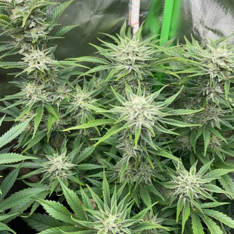 White Widow Automatic by KilliczGe growlog timeline photo