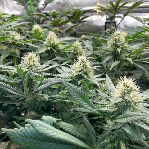 Permanent Marker by KilliczGe growlog timeline photo