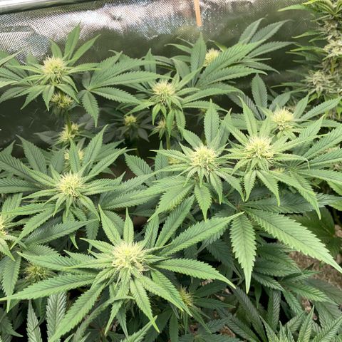 Purple Zkittlez #1 by KilliczGe growlog timeline photo