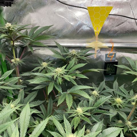 Cereal Milk #3 by KilliczGe growlog timeline photo