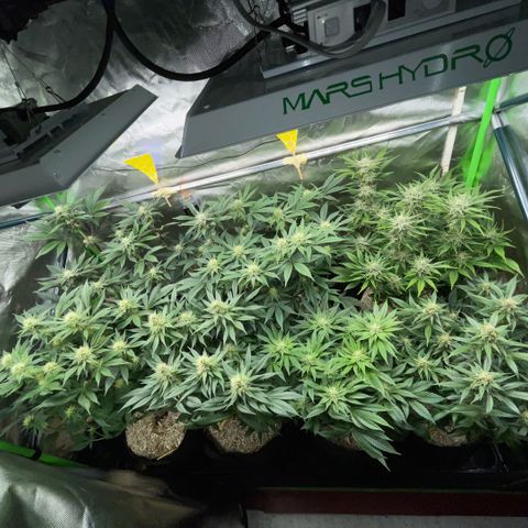 Purple Punch Automatic by KilliczGe growlog timeline photo