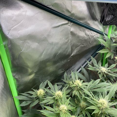 Purple Punch Automatic by KilliczGe growlog timeline photo