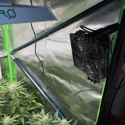 Purple Punch Automatic by KilliczGe growlog timeline photo