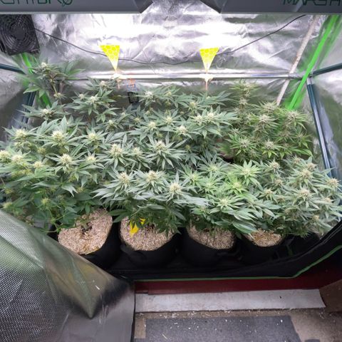 Purple Punch Automatic by KilliczGe growlog timeline photo