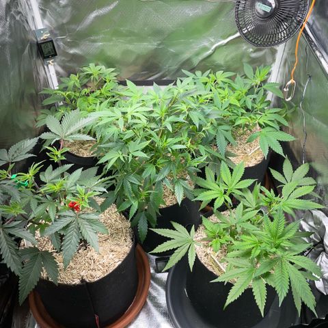 Dante’s Inferno - Mile High Dave by KilliczGe growlog timeline photo