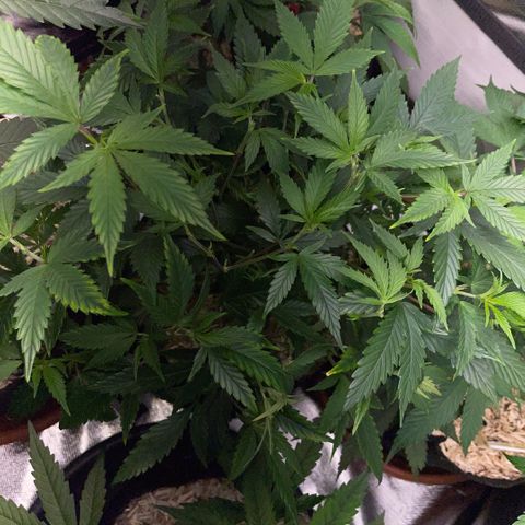 Tangerine Dream Clon #1 by KilliczGe growlog timeline photo