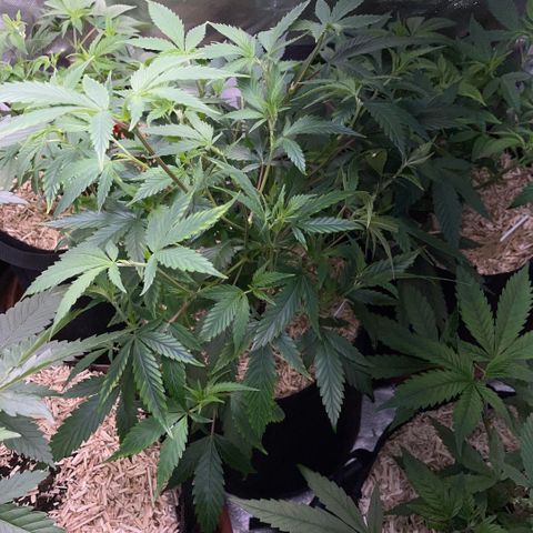 Tangerine Dream Clon #1 by KilliczGe growlog timeline photo