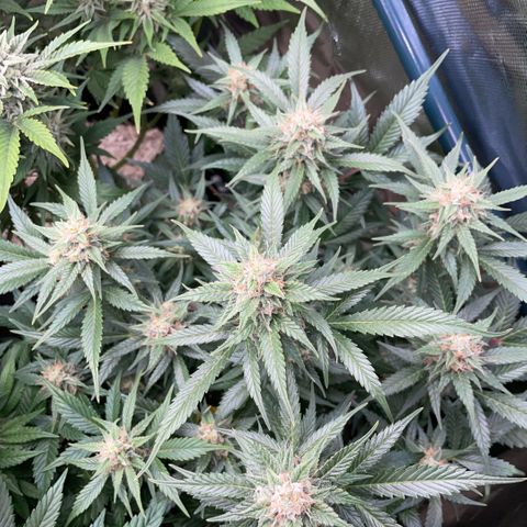 Purple Punch Automatic by KilliczGe growlog timeline photo