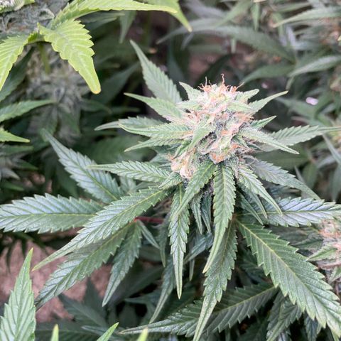 Purple Punch Automatic by KilliczGe growlog timeline photo