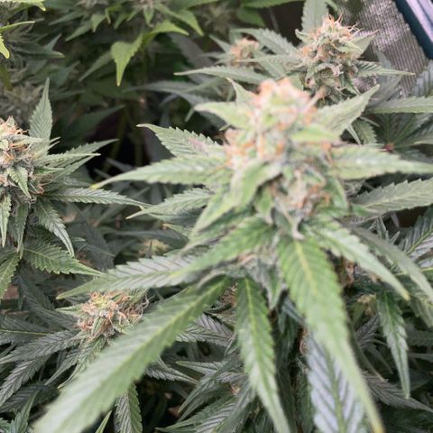 Purple Punch Automatic by KilliczGe growlog timeline photo