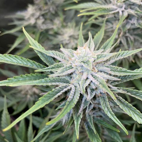 White Widow Automatic by KilliczGe growlog timeline photo