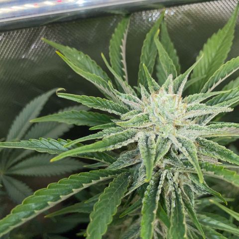 White Widow Automatic by KilliczGe growlog timeline photo