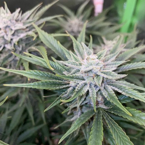 White Widow Automatic by KilliczGe growlog timeline photo