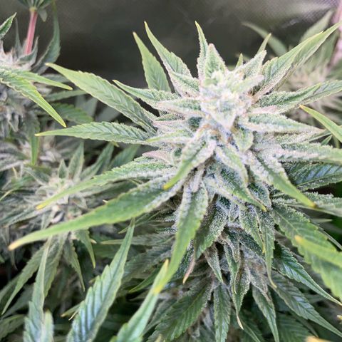 White Widow Automatic by KilliczGe growlog timeline photo