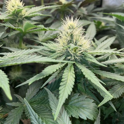 Permanent Marker by KilliczGe growlog timeline photo