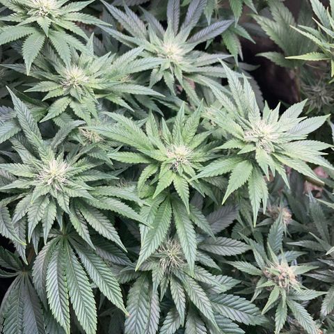 Big Bud by KilliczGe growlog timeline photo