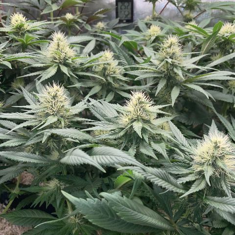 Permanent Marker by KilliczGe growlog timeline photo