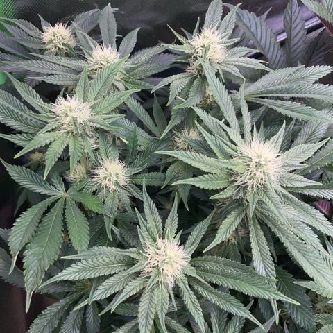 Purple Zkittlez #2 by KilliczGe growlog timeline photo