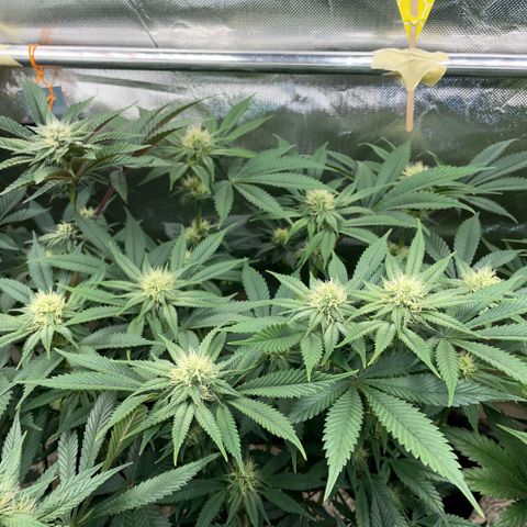 Purple Zkittlez #1 by KilliczGe growlog timeline photo