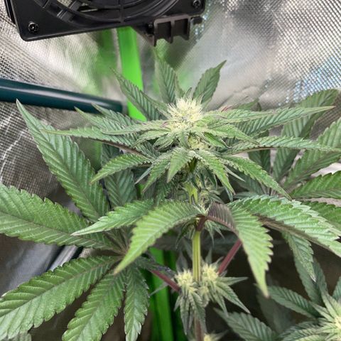 Cereal Milk #3 by KilliczGe growlog timeline photo