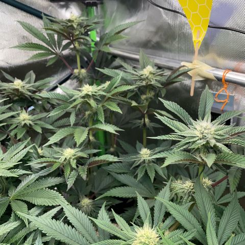 Cereal Milk #3 by KilliczGe growlog timeline photo