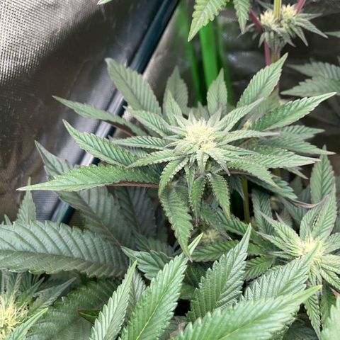 Cereal Milk #3 by KilliczGe growlog timeline photo