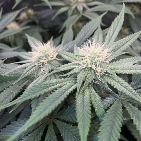 Purple Zkittlez #1 by KilliczGe growlog timeline photo