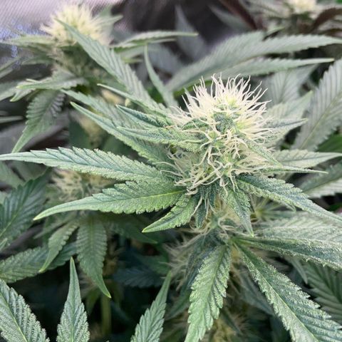 Purple Zkittlez #2 by KilliczGe growlog timeline photo