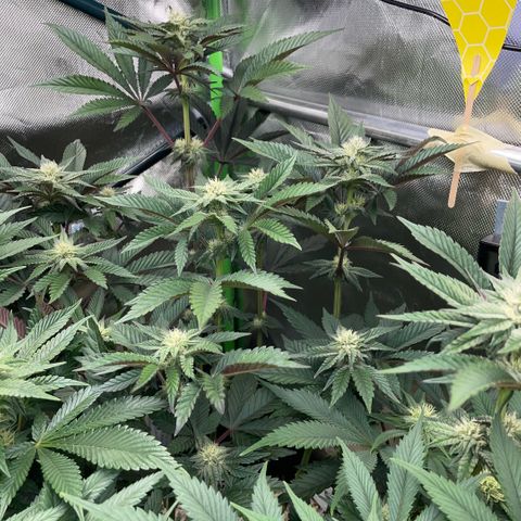 Cereal Milk #3 by KilliczGe growlog timeline photo