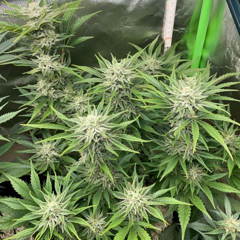 White Widow Automatic by KilliczGe growlog timeline photo