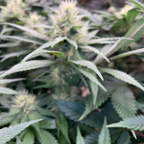 Permanent Marker by KilliczGe growlog timeline photo