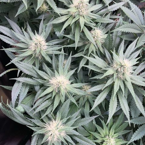 Permanent Marker by KilliczGe growlog timeline photo