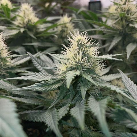 Permanent Marker by KilliczGe growlog timeline photo