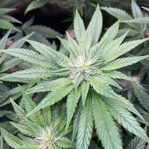 Big Bud by KilliczGe growlog timeline photo