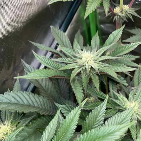 Cereal Milk #3 by KilliczGe growlog timeline photo