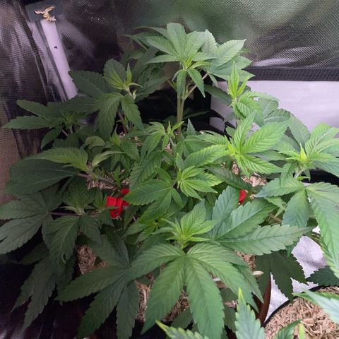 Big Bud 1 Klon 1 by KilliczGe growlog timeline photo